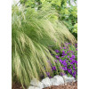 Ostnica mocna 'Pony Tails' | Stipa tennuissima