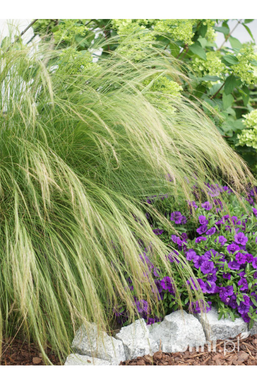 Ostnica mocna 'Pony Tails' | Stipa tennuissima