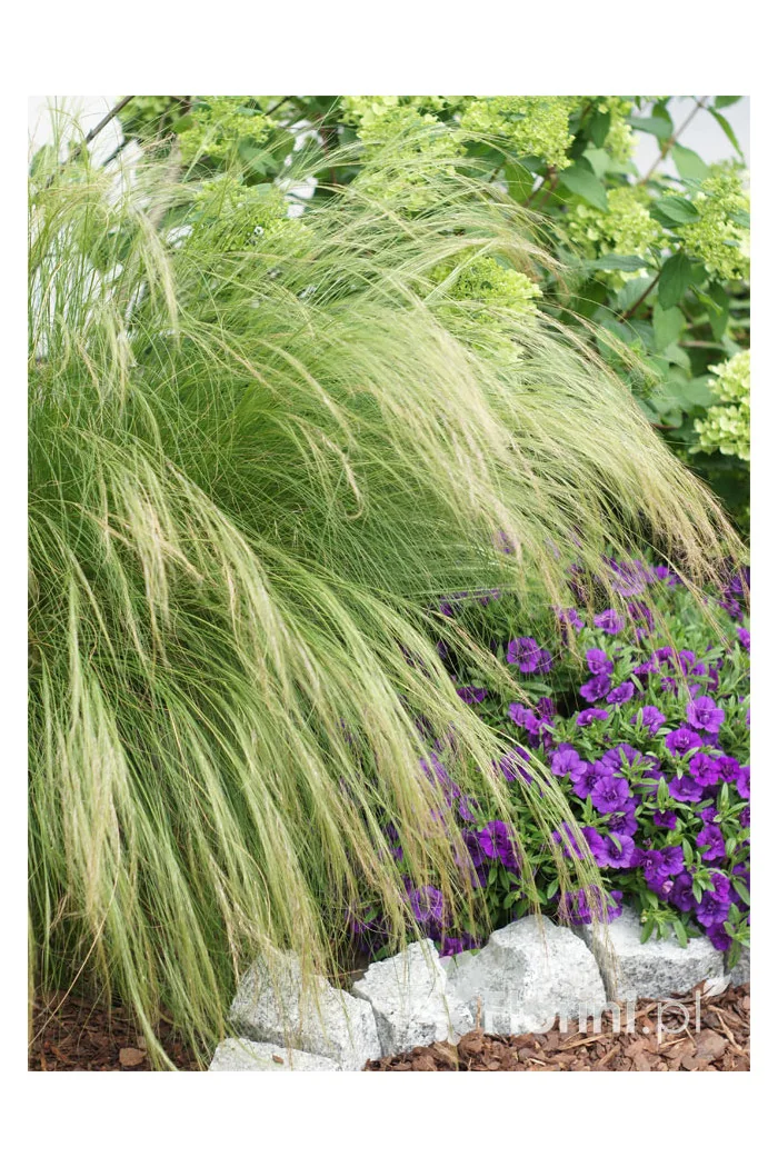 Ostnica mocna 'Pony Tails' | Stipa tennuissima