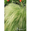 Ostnica mocna 'Pony Tails' | Stipa tennuissima