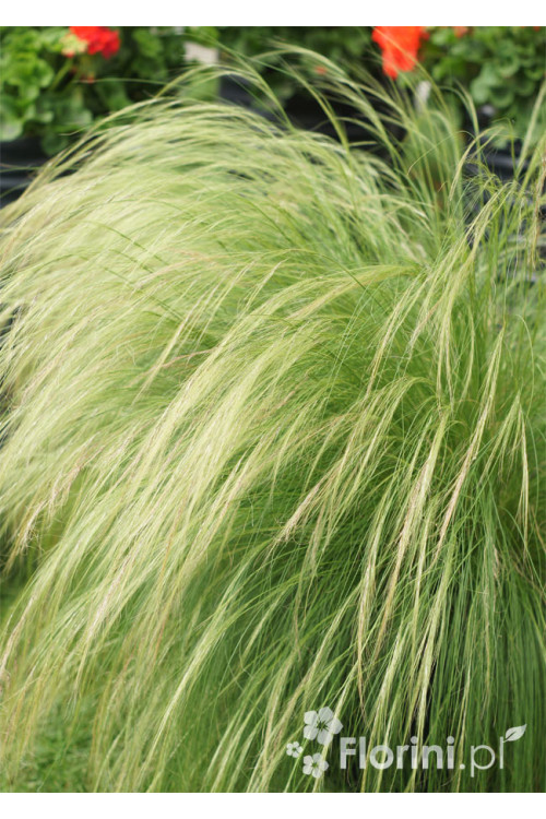 Ostnica mocna 'Pony Tails' | Stipa tennuissima