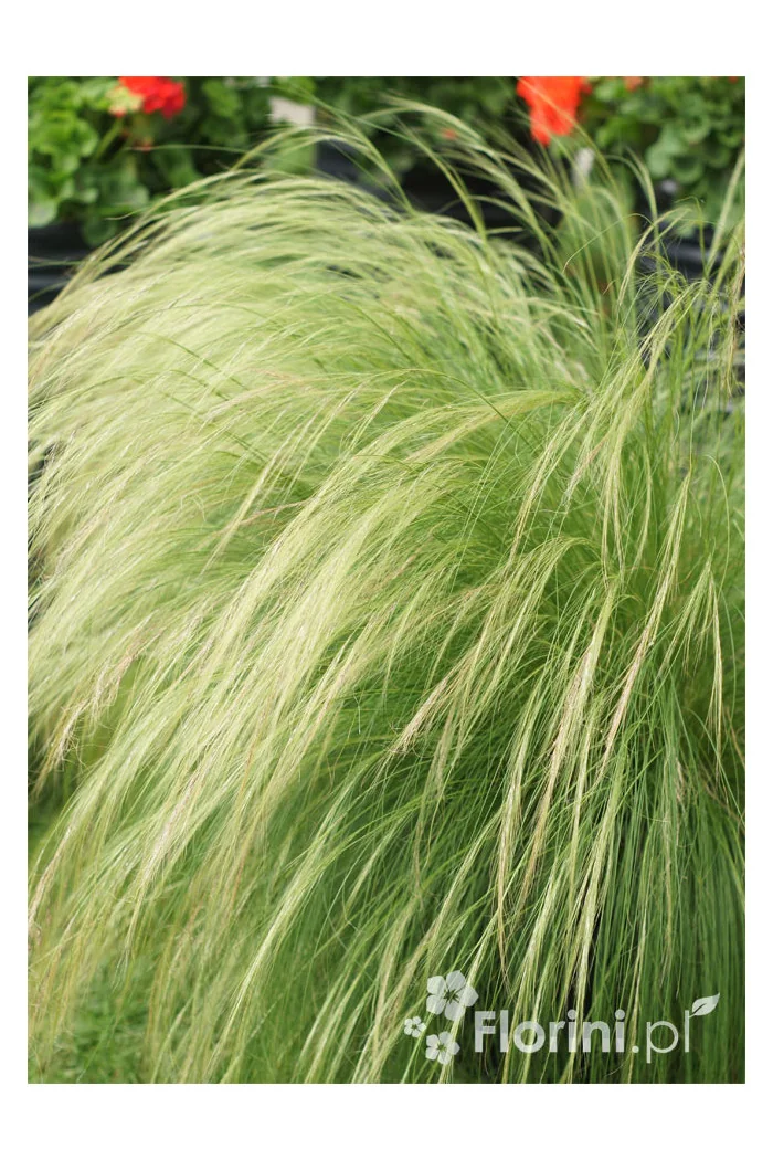 Ostnica mocna 'Pony Tails' | Stipa tennuissima
