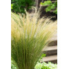 Ostnica mocna 'Pony Tails' | Stipa tennuissima