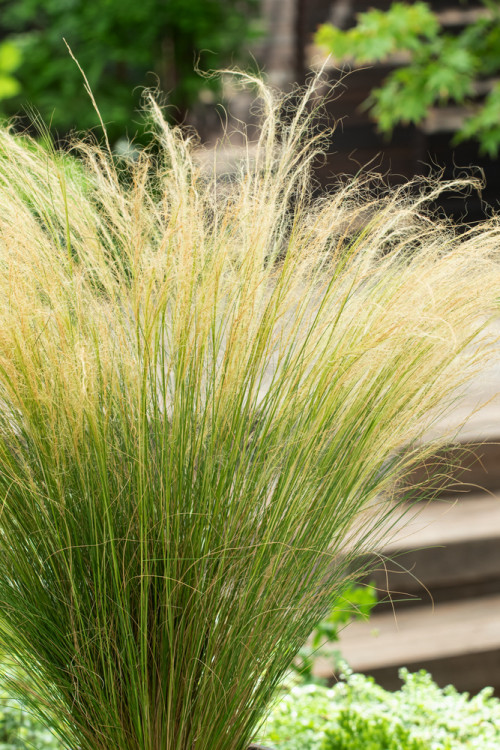 Ostnica mocna 'Pony Tails' | Stipa tennuissima