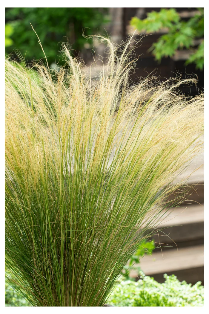 Ostnica mocna 'Pony Tails' | Stipa tennuissima