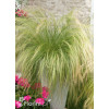 Ostnica mocna 'Pony Tails' | Stipa tennuissima
