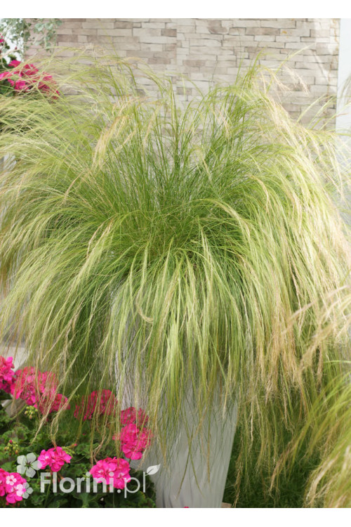 Ostnica mocna 'Pony Tails' | Stipa tennuissima