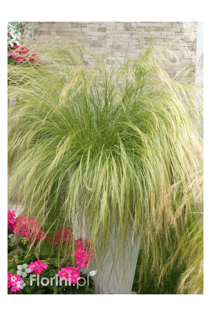 Ostnica mocna 'Pony Tails' | Stipa tennuissima