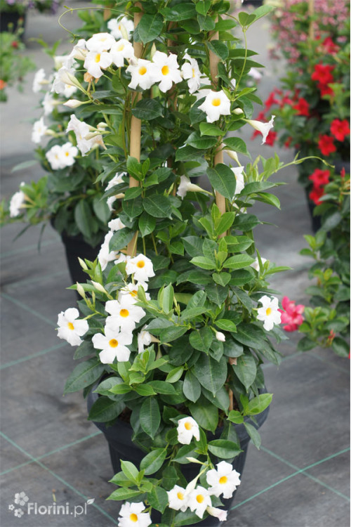 Mandaville (Sundaville) 'Agathe' | Mandaville