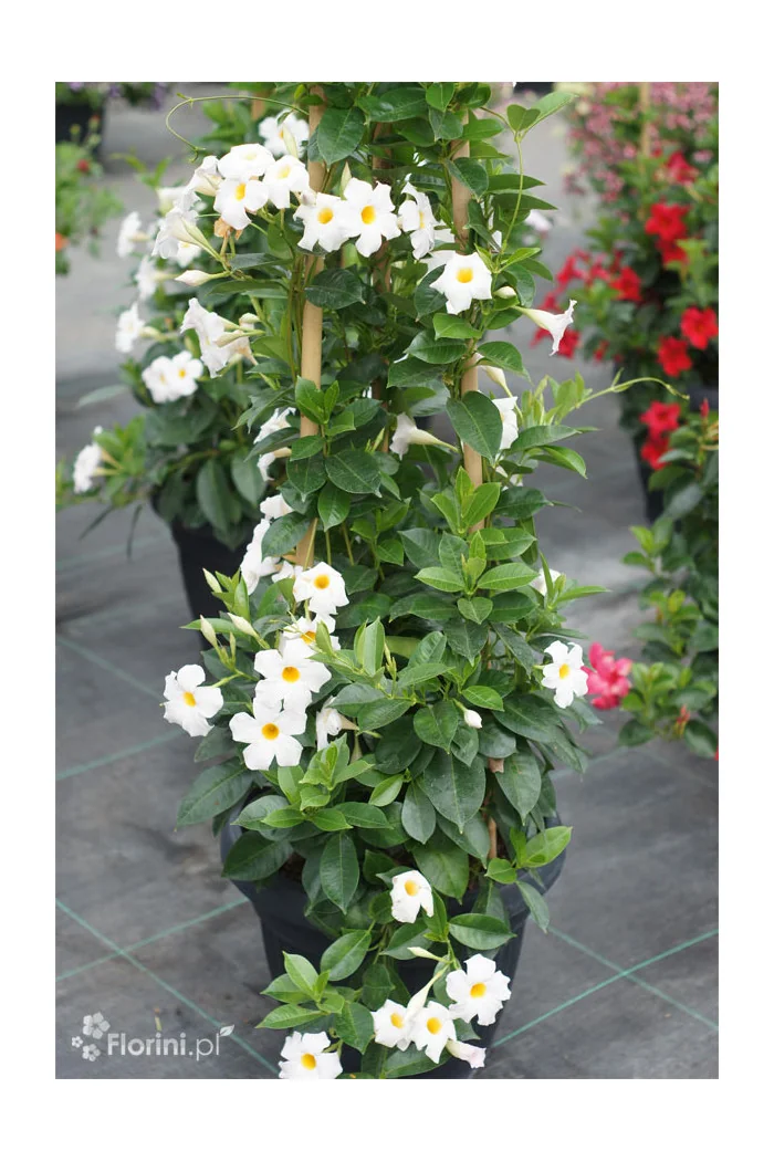 Mandaville (Sundaville) 'Agathe' | Mandaville