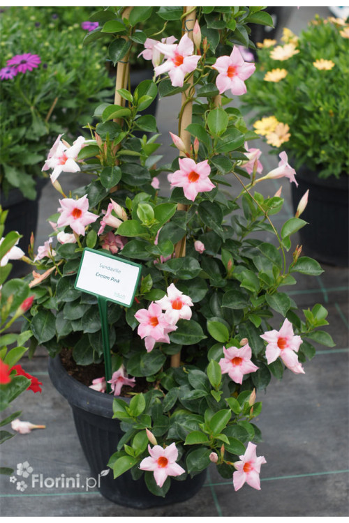 Sundaville 'Cream Pink' | Sundaville