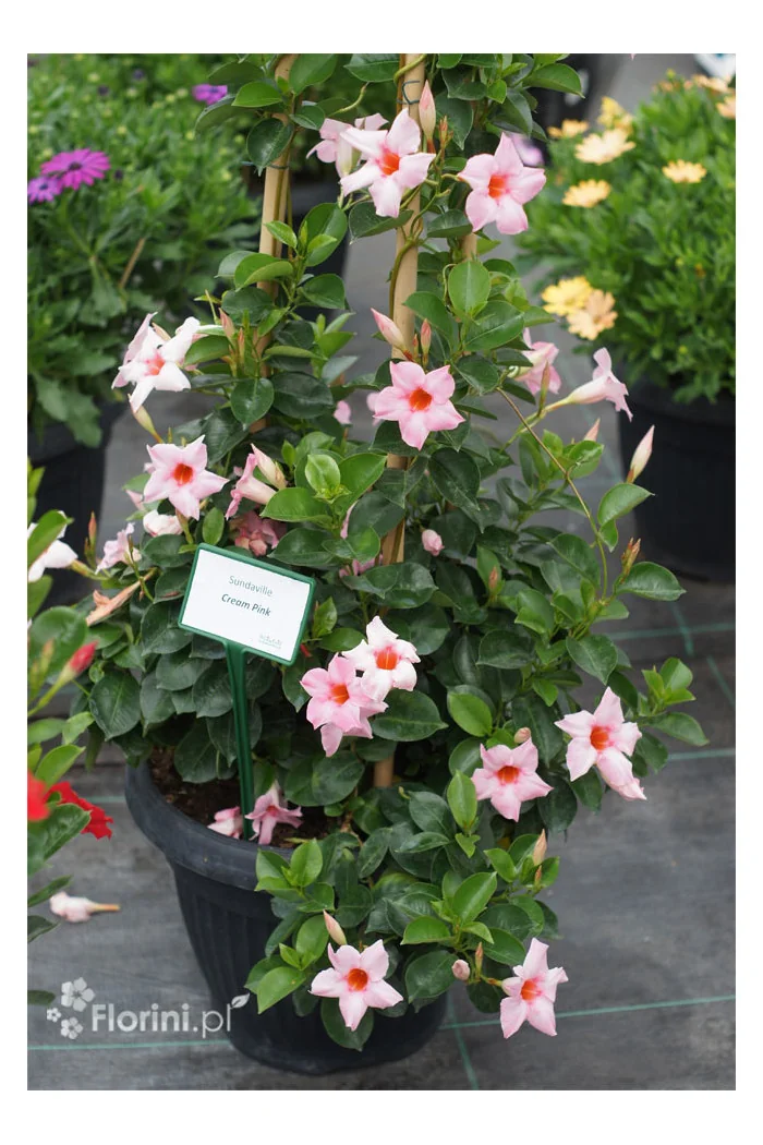 Sundaville 'Cream Pink' | Sundaville