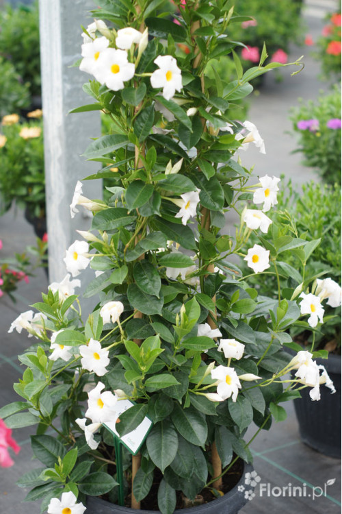 Sundaville 'Grand White' | Sundaville