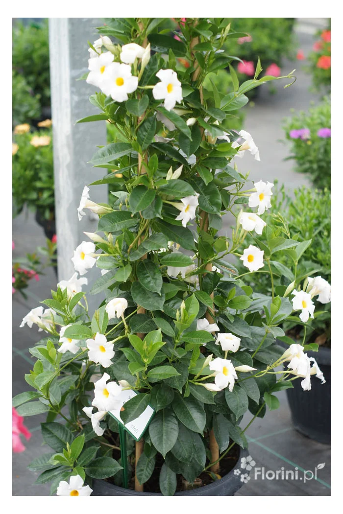 Sundaville 'Grand White' | Sundaville