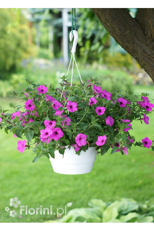 Supertunia Vista 'Jazzberry'