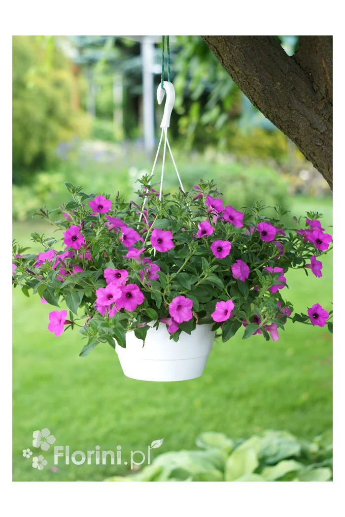 Supertunia Vista 'Jazzberry'