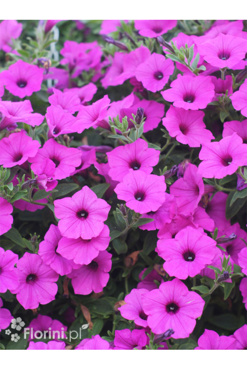 Supertunia Vista 'Jazzberry'