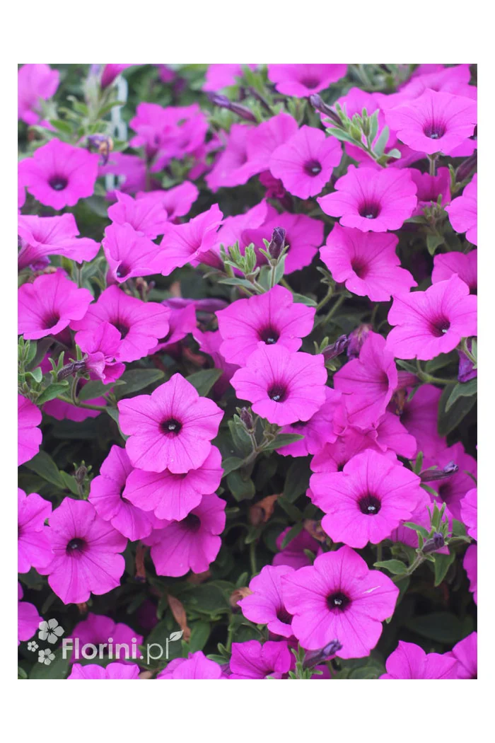 Supertunia Vista 'Jazzberry'