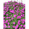 Supertunia Vista 'Jazzberry'