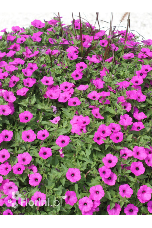 Supertunia Vista 'Jazzberry'
