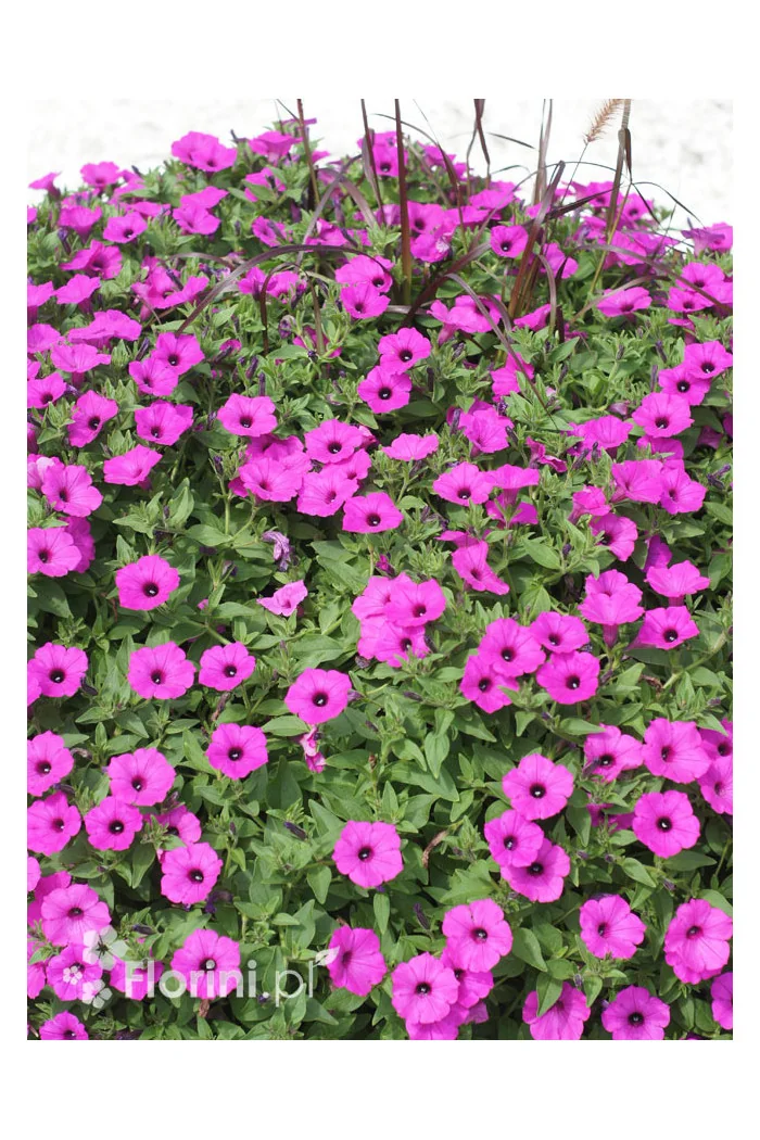 Supertunia Vista 'Jazzberry'