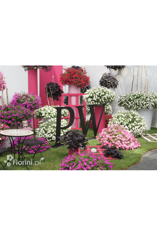 Supertunia Vista 'Jazzberry'