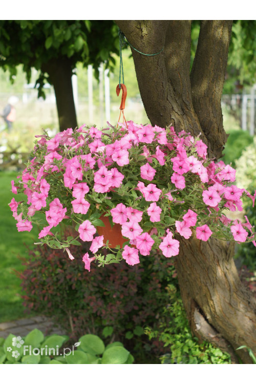 Supertunia Vista 'Bubblegum'