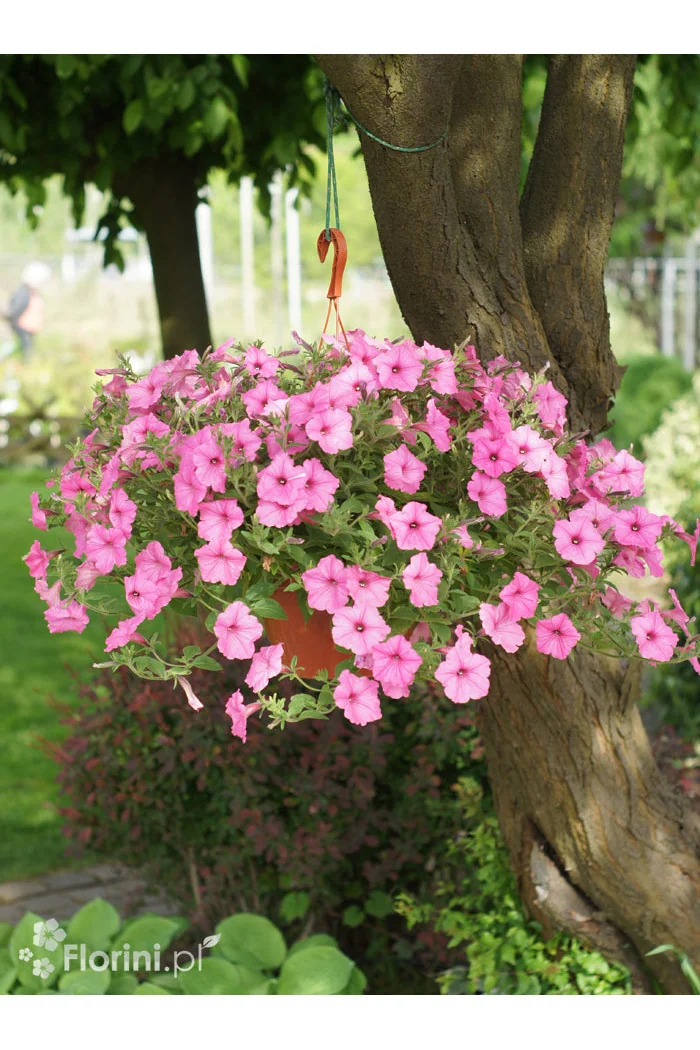 Supertunia Vista 'Bubblegum'
