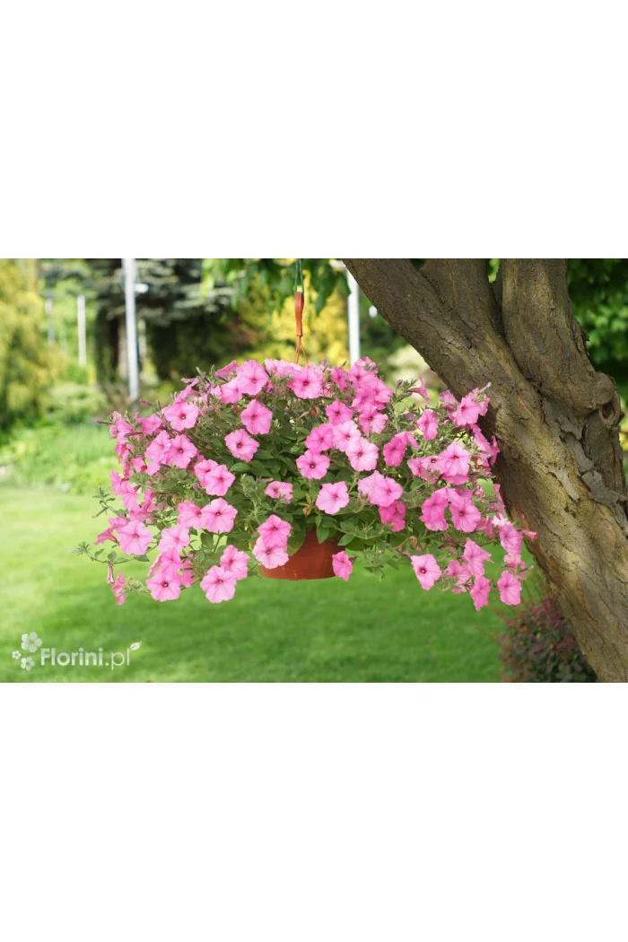 Supertunia Vista 'Bubblegum'