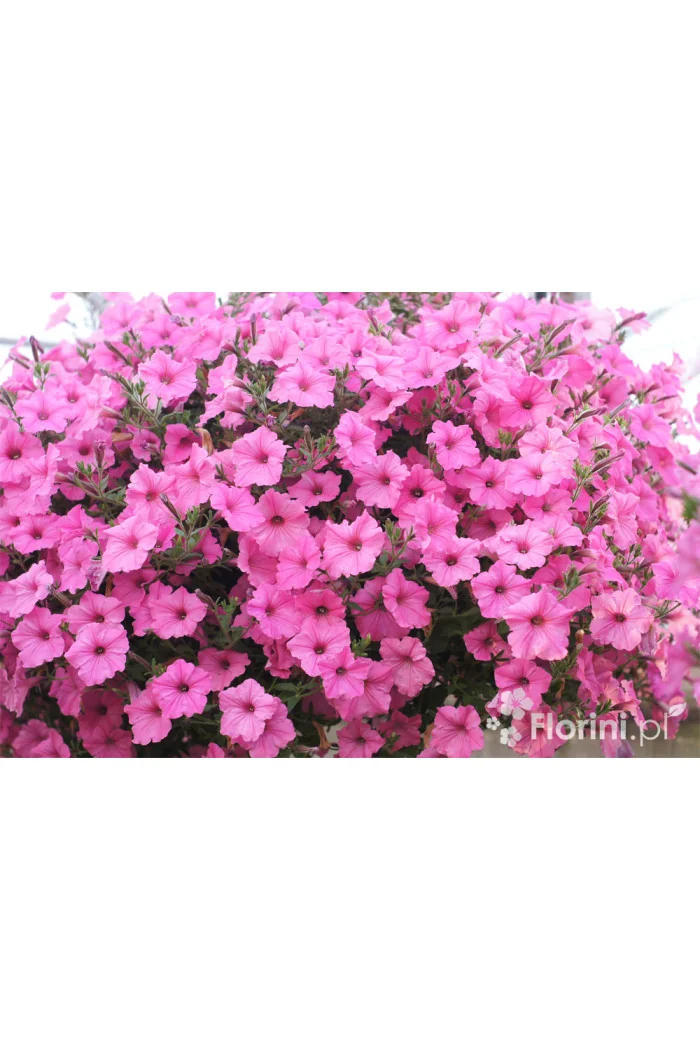 Supertunia Vista 'Bubblegum'