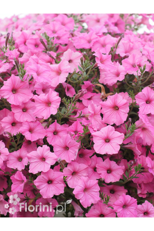 Supertunia Vista 'Bubblegum'