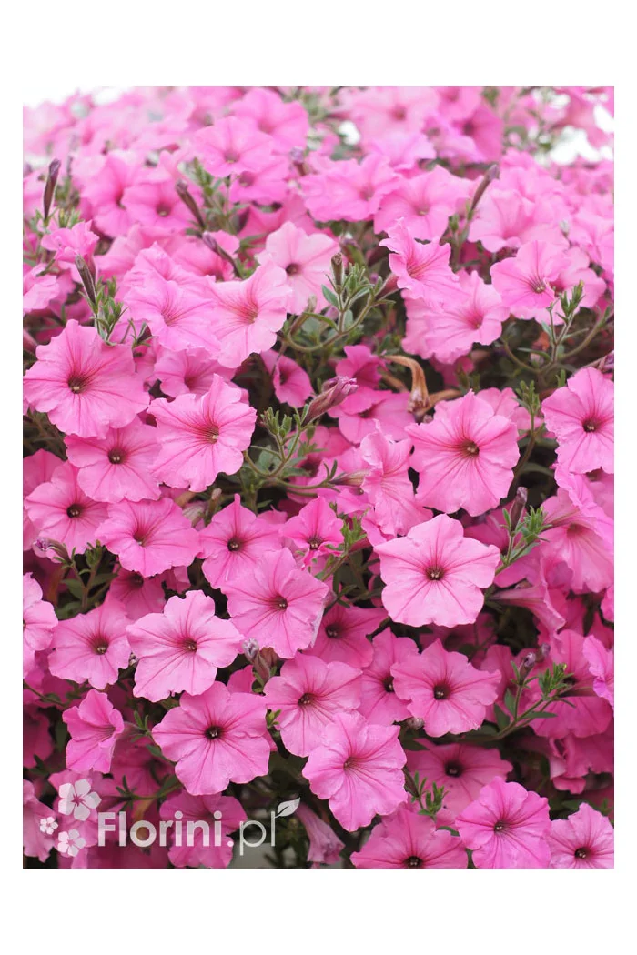 Supertunia Vista 'Bubblegum'