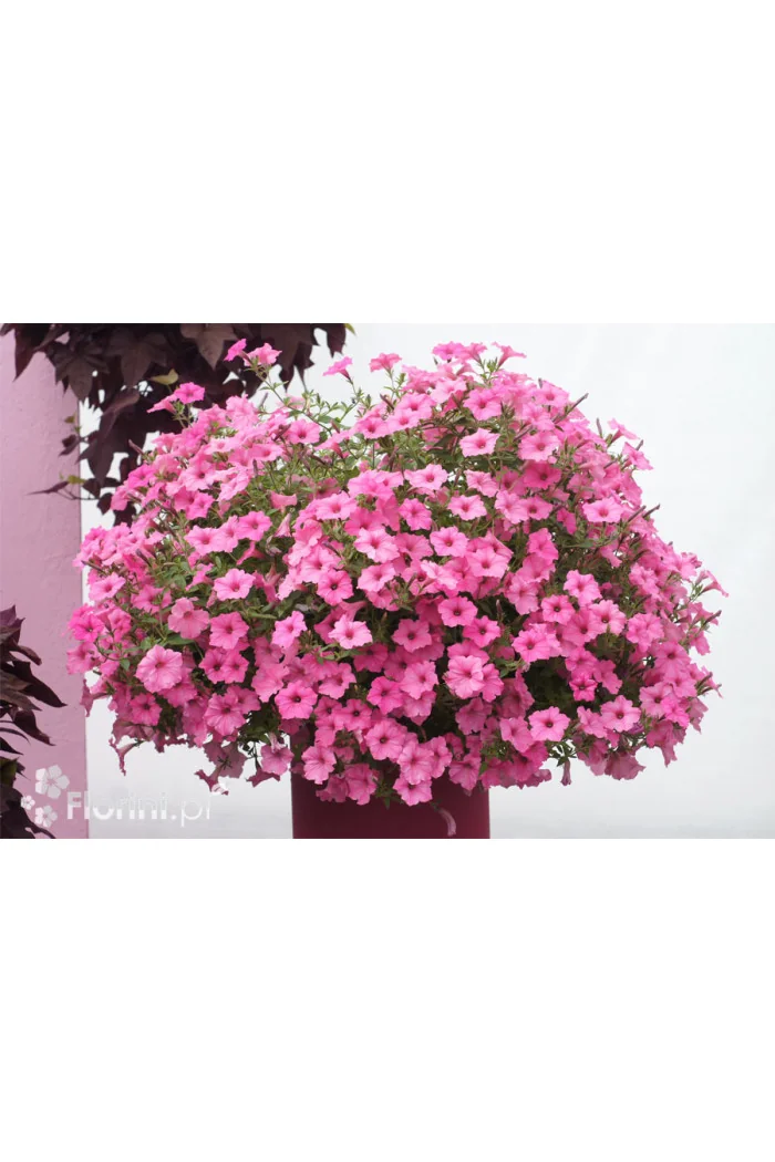 Supertunia Vista 'Bubblegum'