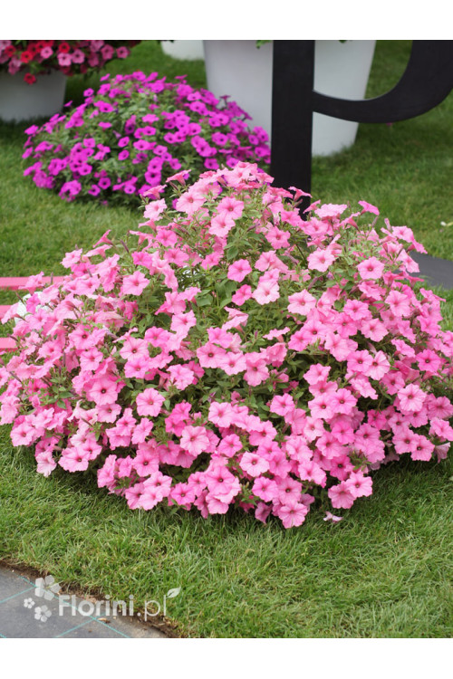 Supertunia Vista 'Bubblegum'