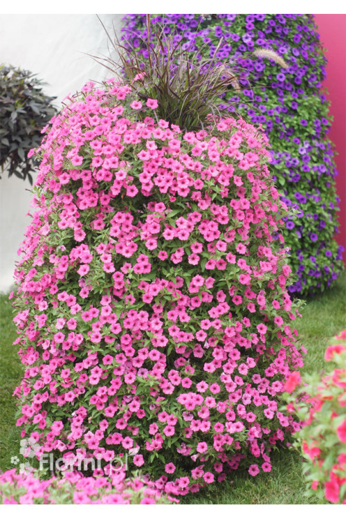 Supertunia Vista 'Bubblegum'