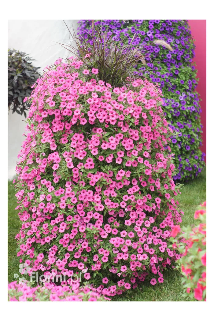 Supertunia Vista 'Bubblegum'