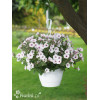 Supertunia Vista 'Silverberry'