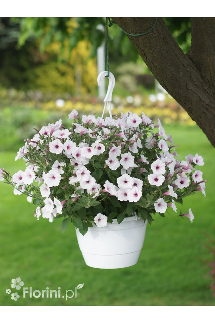 Supertunia Vista 'Silverberry'