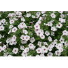 Supertunia Vista 'Silverberry'