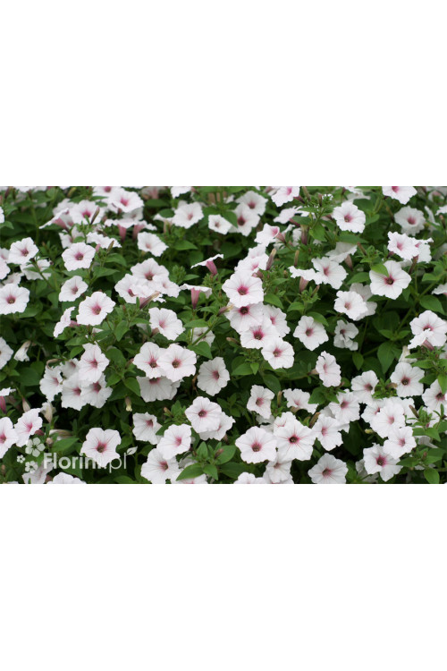 Supertunia Vista 'Silverberry'
