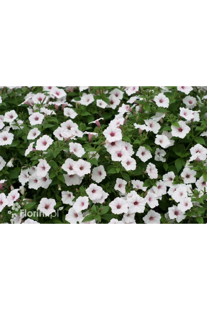 Supertunia Vista 'Silverberry'