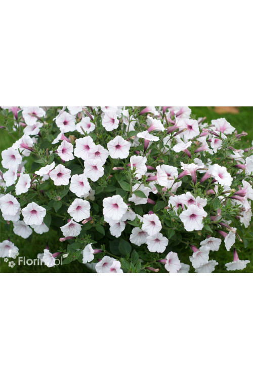 Supertunia Vista 'Silverberry'