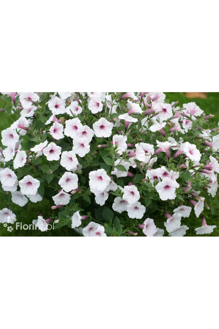 Supertunia Vista 'Silverberry'