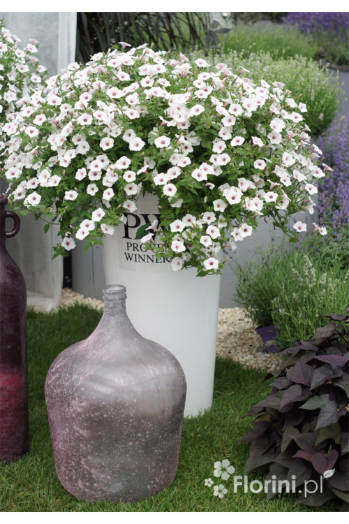 Supertunia Vista 'Silverberry'