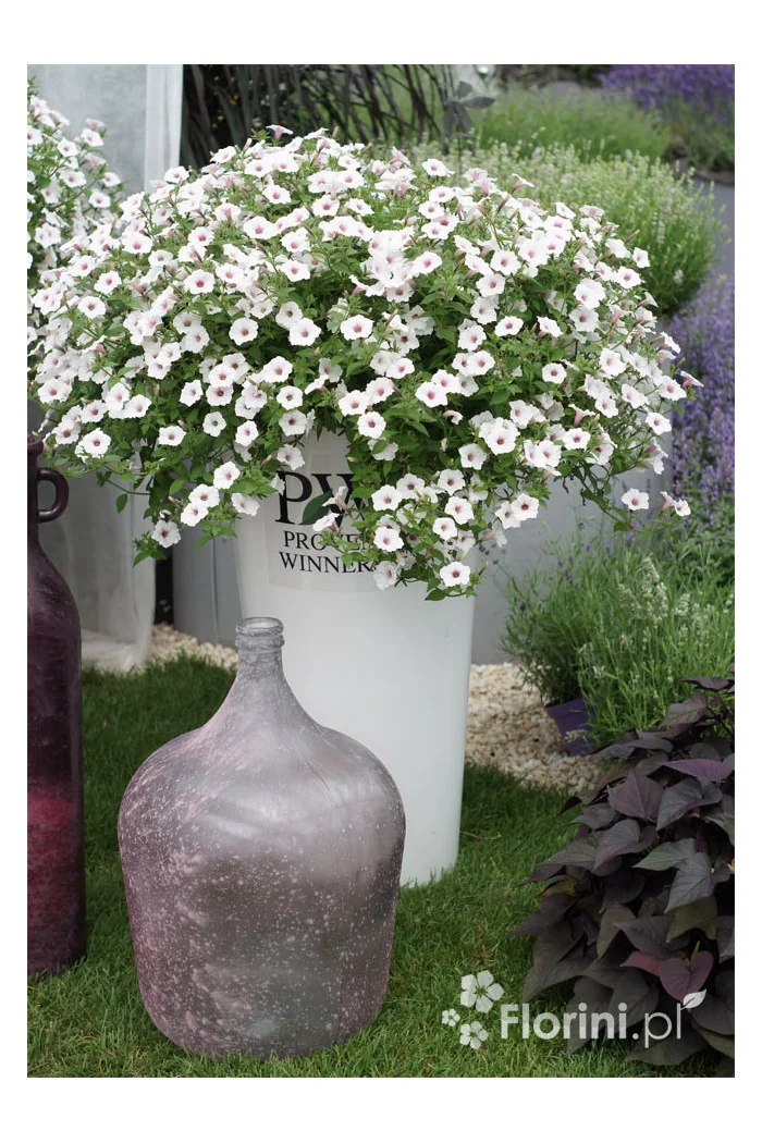 Supertunia Vista 'Silverberry'