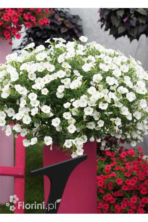 Supertunia Vista 'Snowdrift'