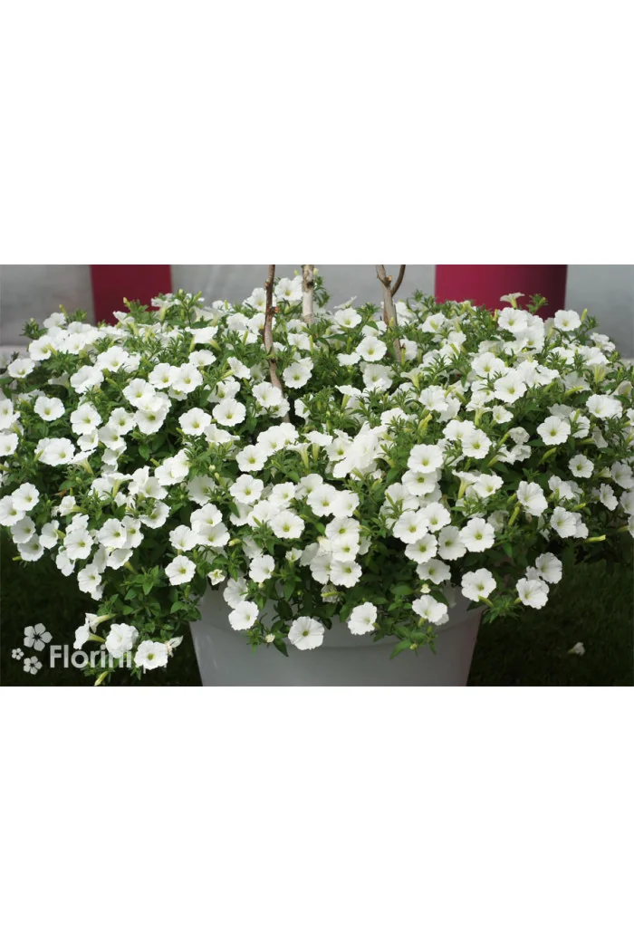 Supertunia Vista 'Snowdrift'