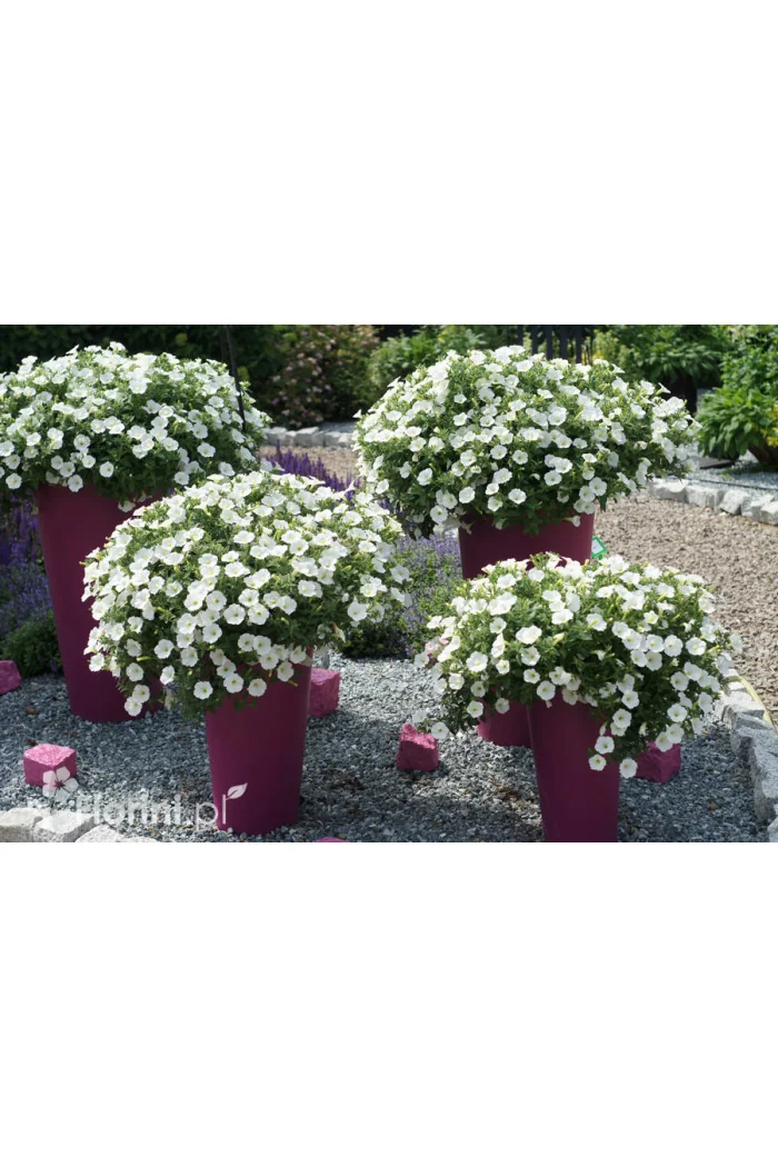 Supertunia Vista 'Snowdrift'