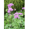Rutewka 'Black Stockings' | Thalictrum