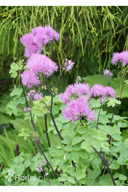 Rutewka 'Black Stockings' | Thalictrum